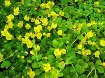 lysimachia_nummularia_aurea Lysimachia, pianta dai fiori gialli e crescita vigorosa