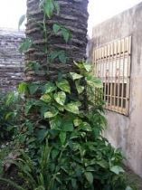 singonio-rampicante-225x300 Singonio, pianta da interni facile da coltivare