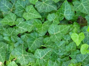 edera-helix Consigli per il verde: istruzioni per moltiplicare l'edera