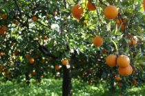 arance-di-sicilia-300x199 Consigli per agrumi più forti. Le cure indispensabili per una buona crescita