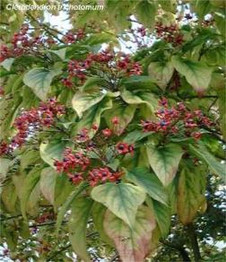 clerodendron-trichotomum Progettare in giardino uno spazio per piante profumate: il clerodendron