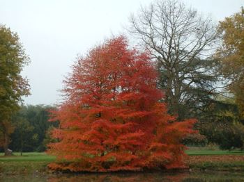 nyssa-sylvatica Un albero per il giardino: la nissa sylvatica