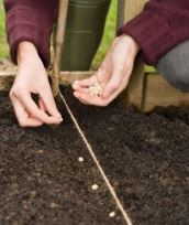Marzo: cosa seminare e altre operazioni da fare in giardino