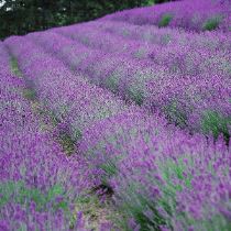 Consigli Estivi Sulla Lavanda Verdeblog