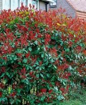 photinia-red-robin-248x300 Photinia, un'esplosione di fiori. Domande e risposte
