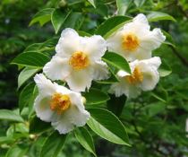 stuartia-pentagyna Consigli per piantare alberi non troppo alti, con fiori