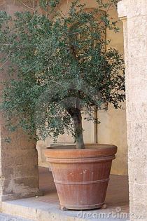 Consigli per la pianta di ulivo coltivato in vaso