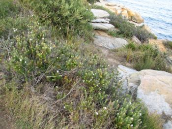 westringia_fruticosa Arbusti adatti per case vicino al mare