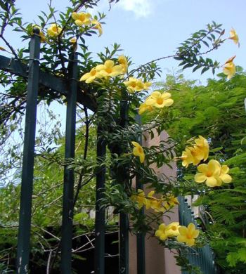 allamanda_cathartica Allamanda cathartica, un rampicante vigoroso