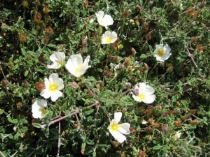cistus_salvifolius-300x225 Cistus, piccoli arbusti sempreverdi che fioriscono in primavera