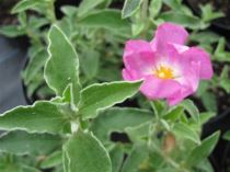 cistus_silver_pink-300x225 Cistus, piccoli arbusti sempreverdi che fioriscono in primavera