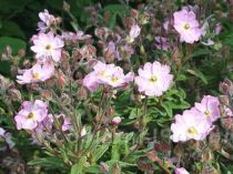 cistus_skanbergii-300x225 Cistus, piccoli arbusti sempreverdi che fioriscono in primavera