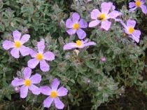 cistus_villosus-300x225 Cistus, piccoli arbusti sempreverdi che fioriscono in primavera