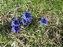 gentiana-ciliata-300x224 Gentiana, regina di montagna - Consigli per le genziane