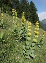 gentiana_lutea-224x300 Gentiana, regina di montagna - Consigli per le genziane