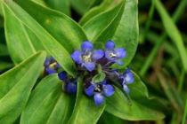 genziana-cruciata-300x201 Gentiana, regina di montagna - Consigli per le genziane