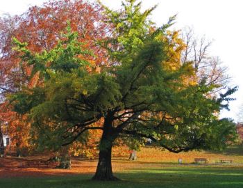 ginkgo_biloba Il ginko biloba, albero longevo, che dura anche 1000 anni!