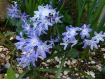 chionodoxa-cretica-300x225 Chionodoxa, piccole stelle invernali