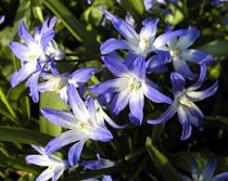 chionodoxa-forbesii-300x239 Chionodoxa, piccole stelle invernali