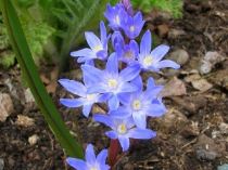 chionodoxa-grandiflora-300x225 Chionodoxa, piccole stelle invernali