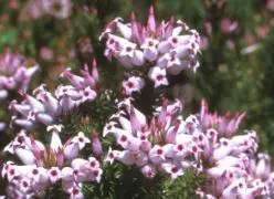 Erica ventricosa, fiori particolari per luoghi difficili