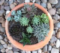vaso-piante-grasse-300x264 Consigli: un mini giardino di succulente in vaso