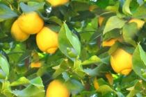limoni-300x201 Difesa immediata per gli agrumi: combattere le cocciniglie