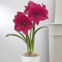 amaryllis-300x300 Amaryllis, bella donna