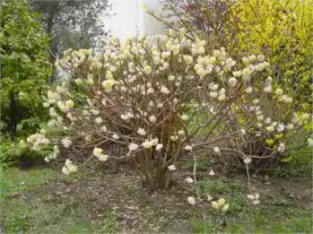 Edgeworthia chrysantha, fiori bianchi profumati