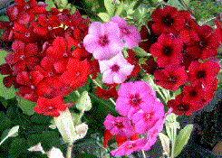 Phlox drummondii, fiori colorati per bordure