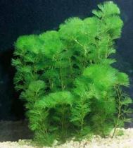 cabomba-caroliniana-270x300 Piante per l'acquario