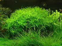 heteranthera-zosterifolia-300x225 Piante per l'acquario