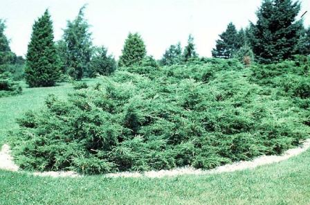 Juniperus chinensis glauca: ginepro adatto ai giardini del nord