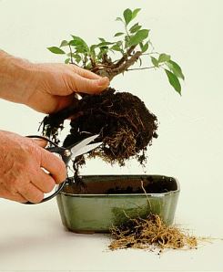 Fine di febbraio: rinvasare le piante in vaso, concimare, piantare