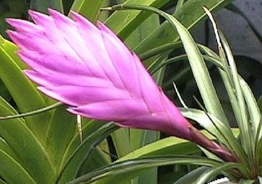 Tillandsia cyanea, pianta insolita dai bellissimi fiori