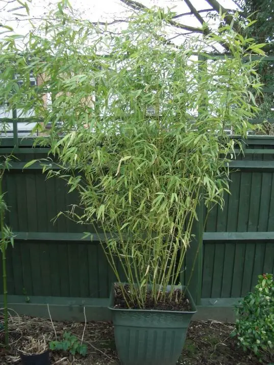 Il bambù in vaso