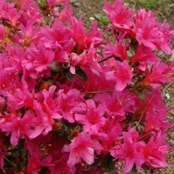 Curare azalee e rododendri: alcuni consigli utili