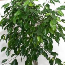 ficus-benjamin-300x300 Ficus beniamino / benjamin
