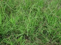 prato-cynodon-dactylon-300x225 Consigli per piantare il prato: scegliere le sementi giuste