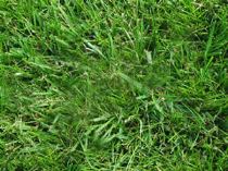prato-festuca-arundinacea Consigli per piantare il prato: scegliere le sementi giuste