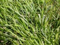 prato-zoysia-japonica-300x225 Consigli per piantare il prato: scegliere le sementi giuste