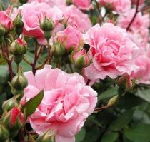 rosa-berenice-300x285 Rose rampicanti, rosai a cespuglio, rose striscianti e ricadenti