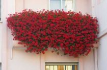 gerani-in-balcone-300x196 Consigli per avere un bel davanzale fiorito