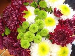 Consigli per il crisantemo in estate: preparare la fioritura anticipata