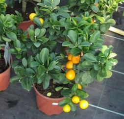 Consigli per aranci e limoni in estate