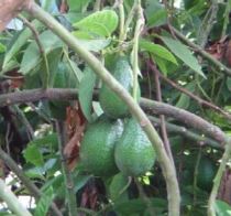 avocado-choquette-300x281 L'avocado, albero dai grandi frutti - Consigli per l'avocado
