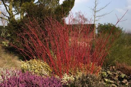 cornus-alba1 Autunno: riprodurre piante aromatiche, ortensie e cornus alba