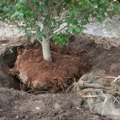 Autunno, come preparare il terreno per piantare alberi e piante