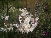 lilium-candidum Consigli di primavera per gardenie, ortensie e cosa piantare