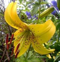 lilium-tigrum Consigli di primavera per gardenie, ortensie e cosa piantare